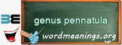 WordMeaning blackboard for genus pennatula